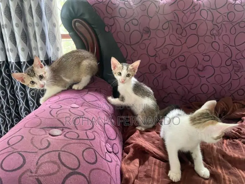 සුරතල් පූස් පැටවුන් අඹතැන්න