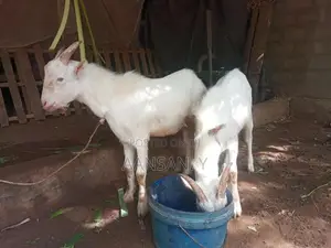 சணல் கிடா - Livestock