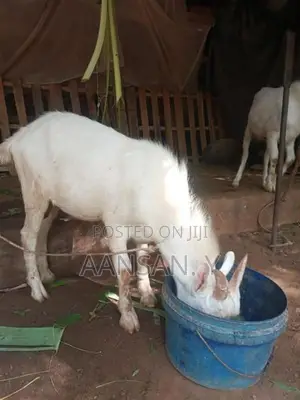சணல் கிடா - Livestock