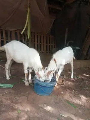 சணல் கிடா - Livestock