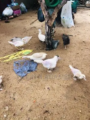 3 Months Old Duck
