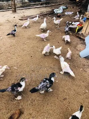 3 Months Old Duck