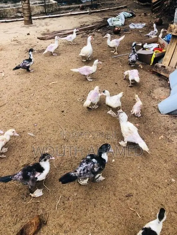 3 Months Old Duck