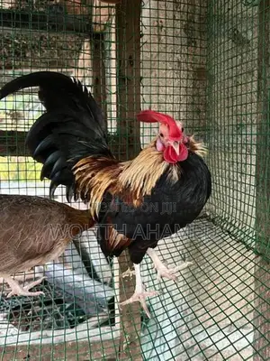 OEG Hen