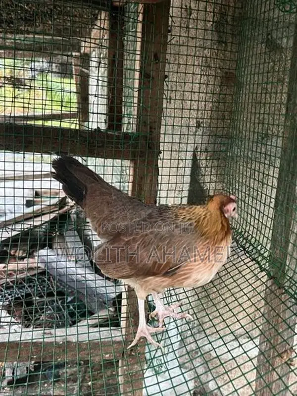 OEG Hen