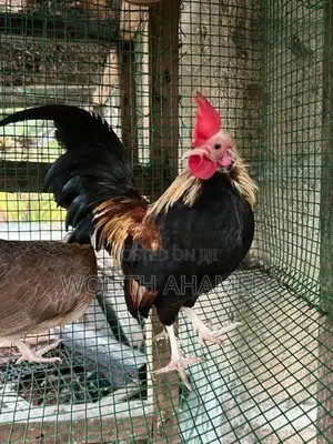 OEG Hen