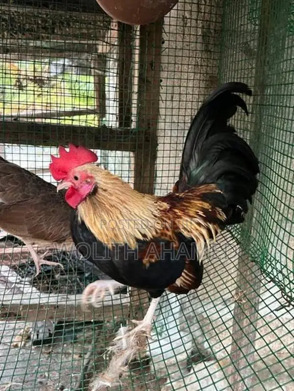 OEG Hen