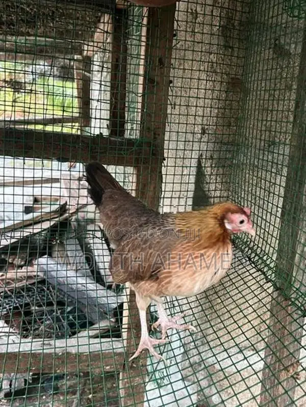 OEG Hen