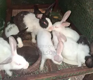 Rabbit Bunnies