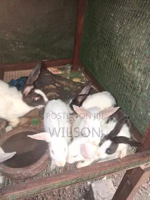 Rabbit Bunnies