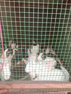 Rabbit Bunnies