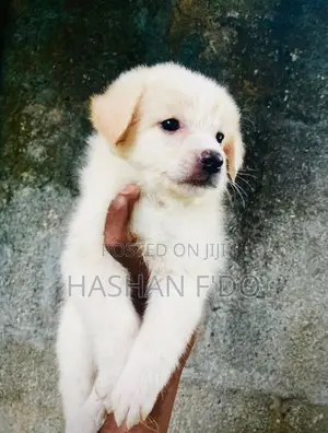 Japanese Spitz Puppy