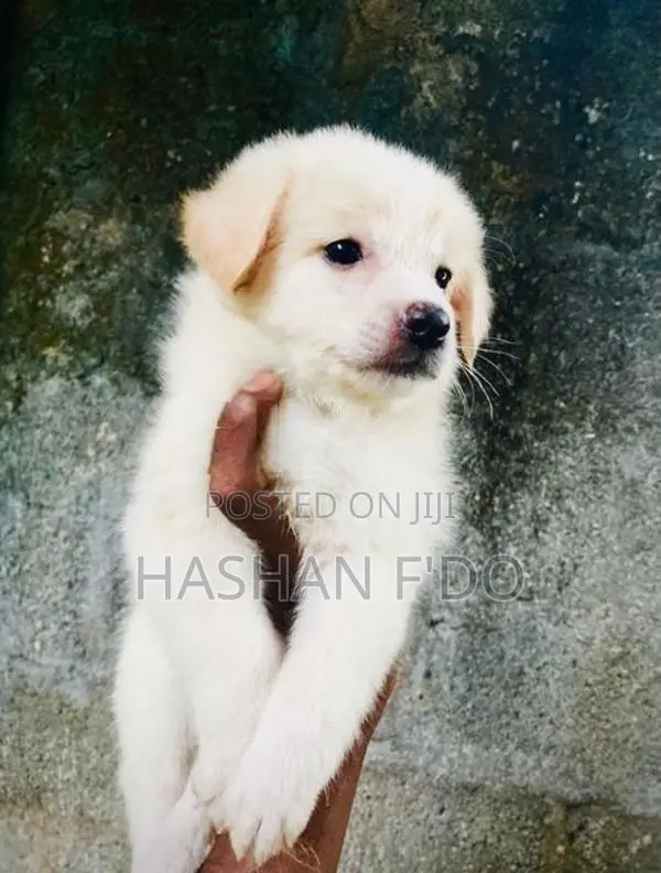 Japanese Spitz Puppy