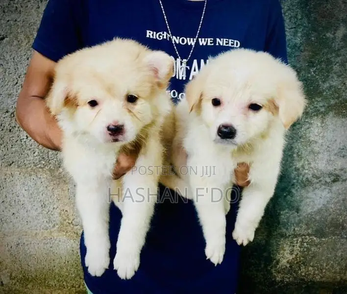 Japanese Spitz Puppy