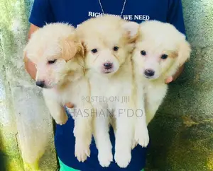 Japanese Spitz Puppy