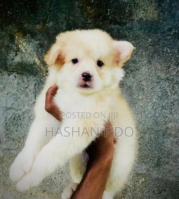 Japanese Spitz Puppy