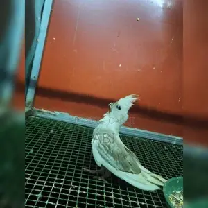 Cockatiel Bird