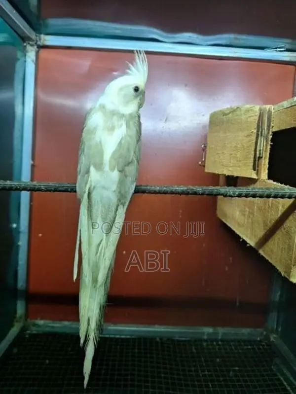 Cockatiel Bird
