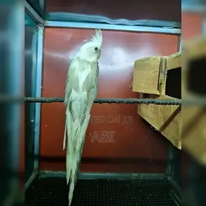 Cockatiel Bird