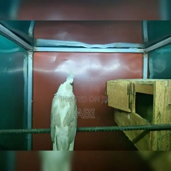 Cockatiel Bird