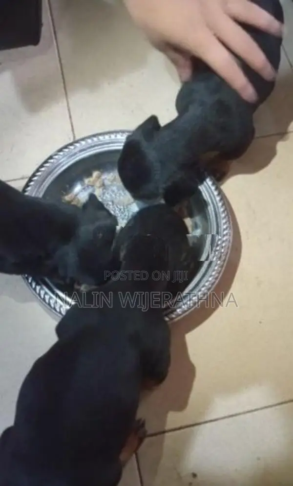 Dachshund Puppy