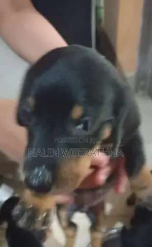Dachshund Puppy