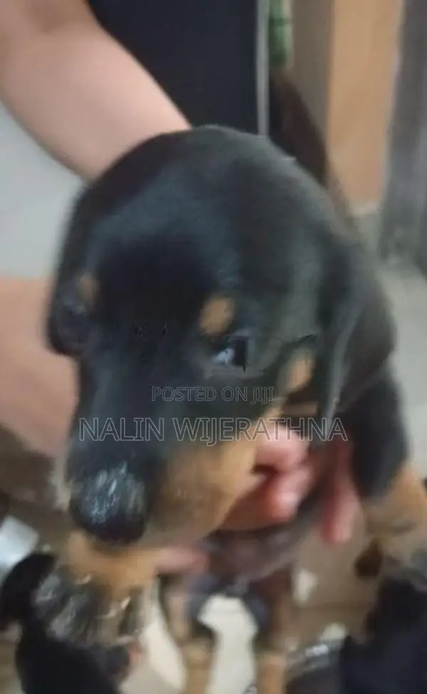 Dachshund Puppy