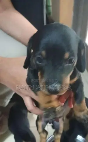 Dachshund Puppy