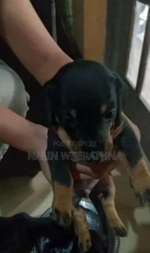 Dachshund Puppy