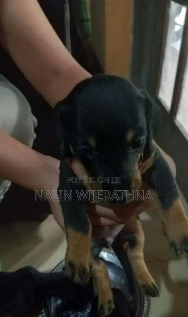 Dachshund Puppy