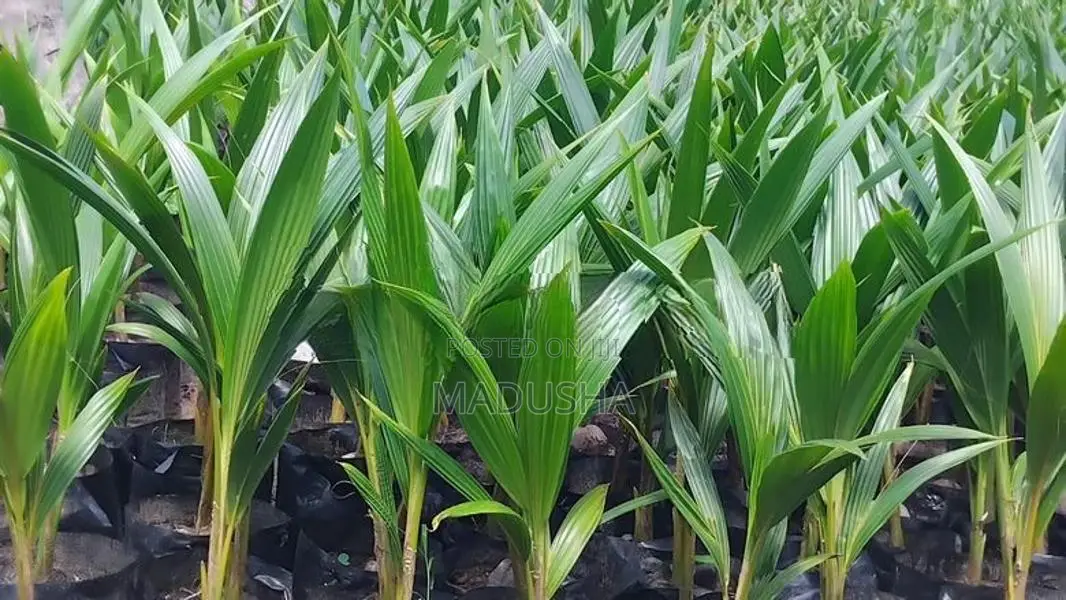 පොල් පැල