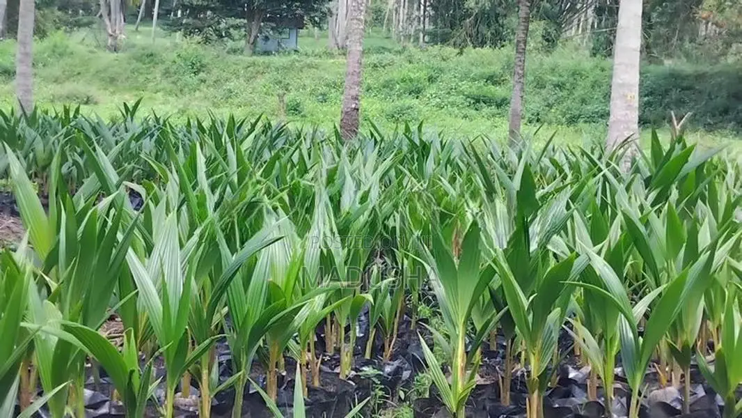 පොල් පැල