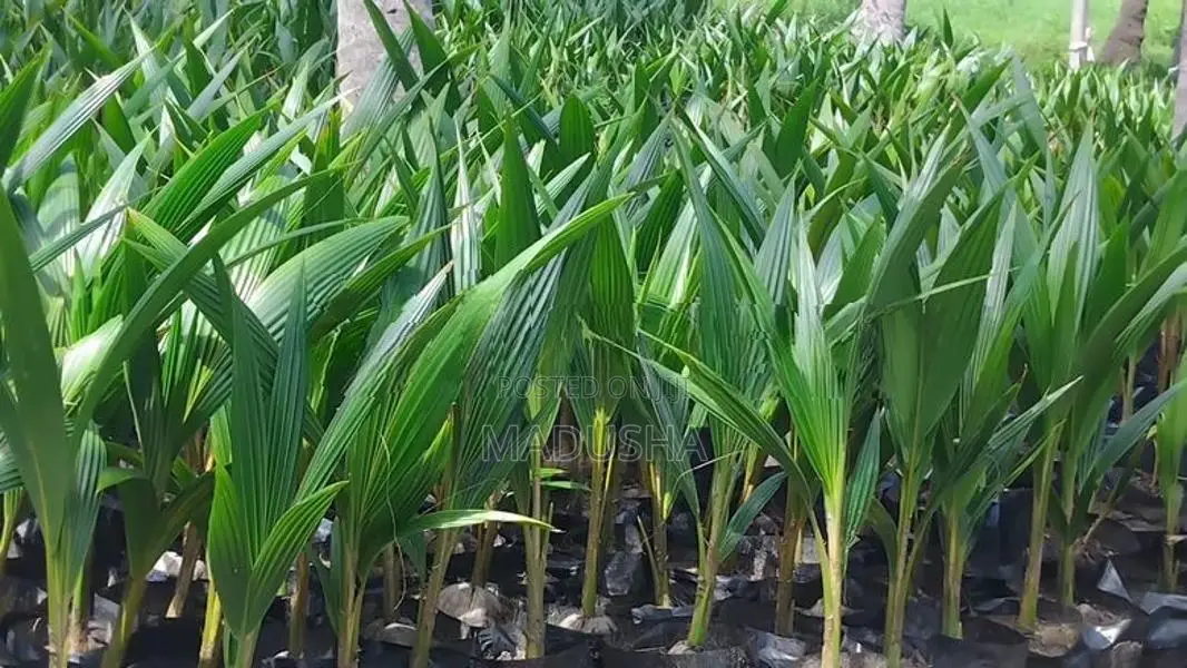 පොල් පැල