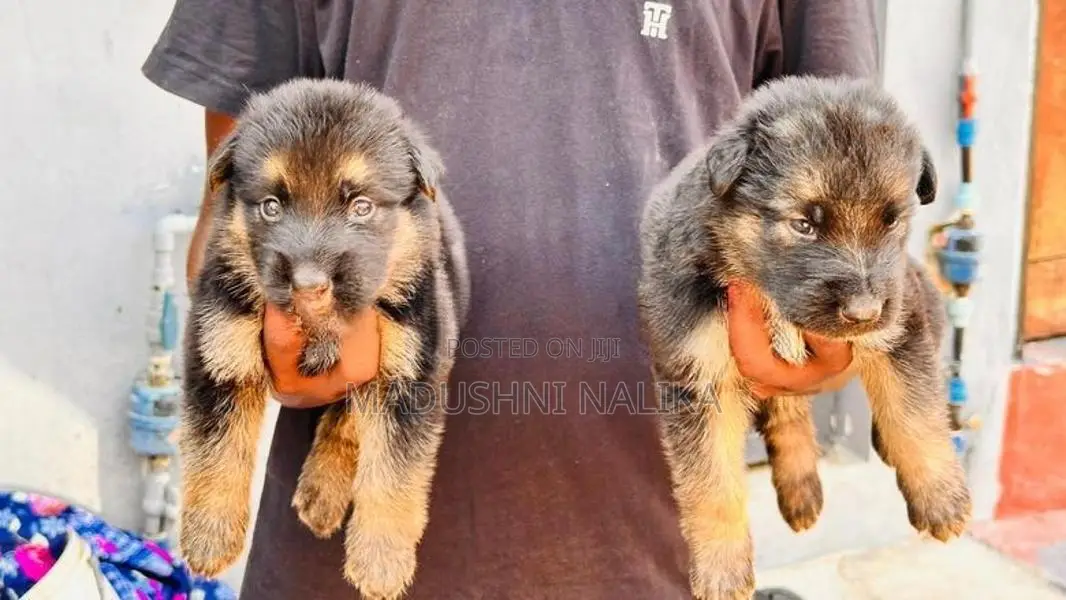 German Shepherd Puppies