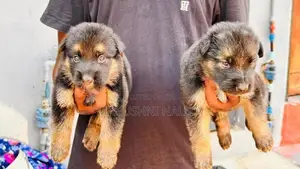 German Shepherd Puppies