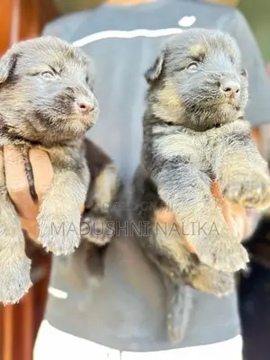 German Shepherd Puppies