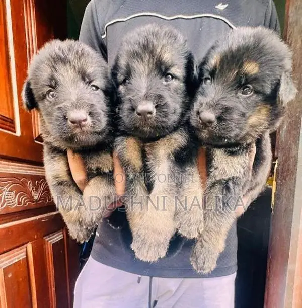 German Shepherd Puppies