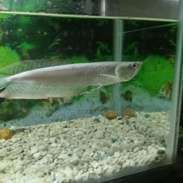 Silver Arowana