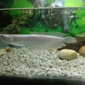 Silver Arowana