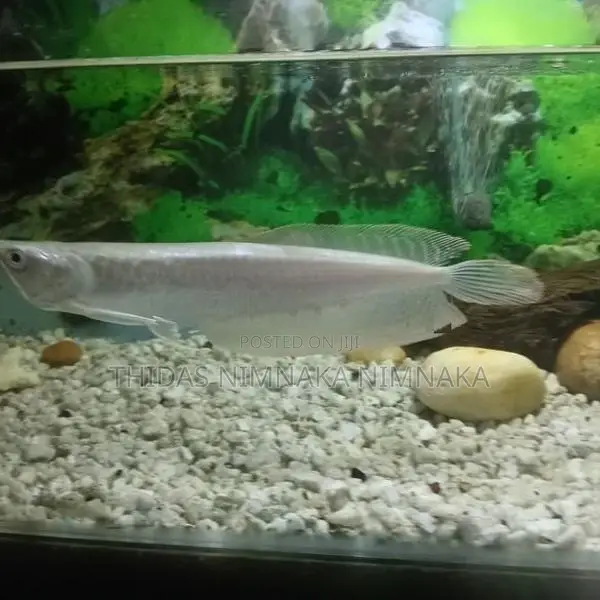 Silver Arowana