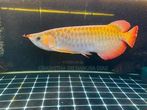 Red Arowana