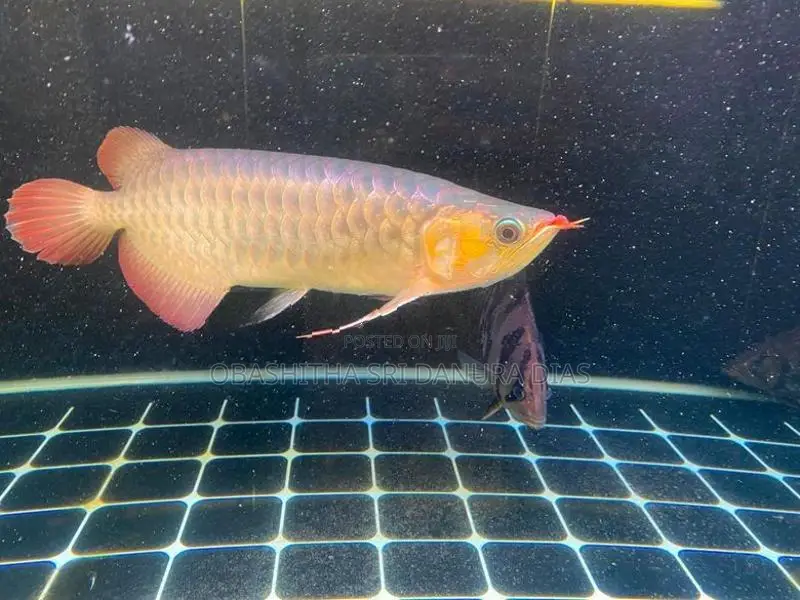 Red Arowana