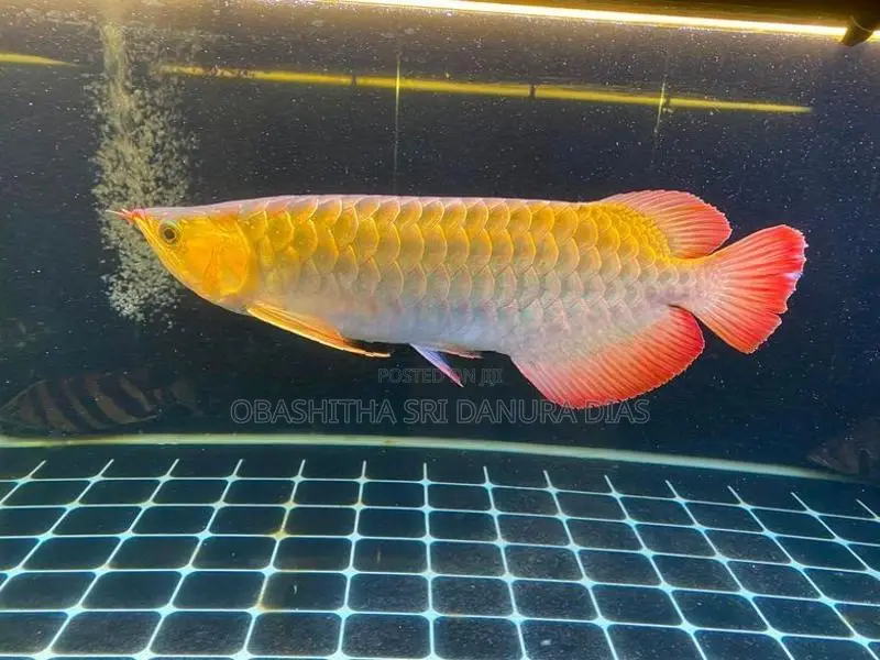 Red Arowana