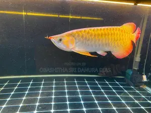 Red Arowana