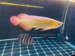 Red Arowana