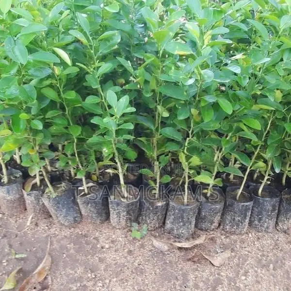 தேசி கன்றுகள்