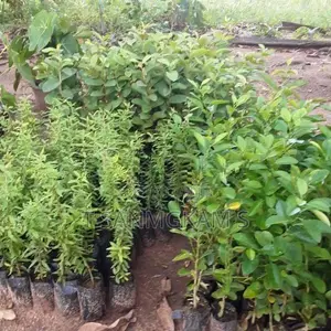 தேசி கன்றுகள்