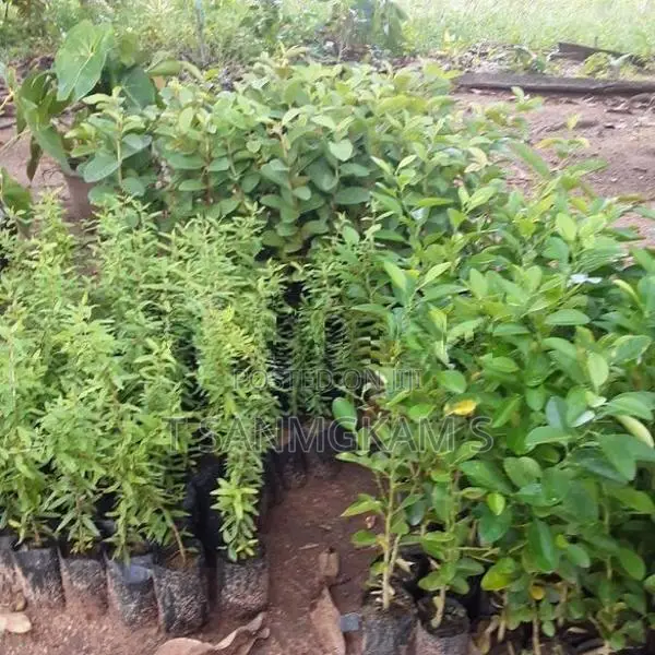 தேசி கன்றுகள்