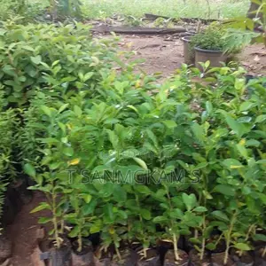 தேசி கன்றுகள்