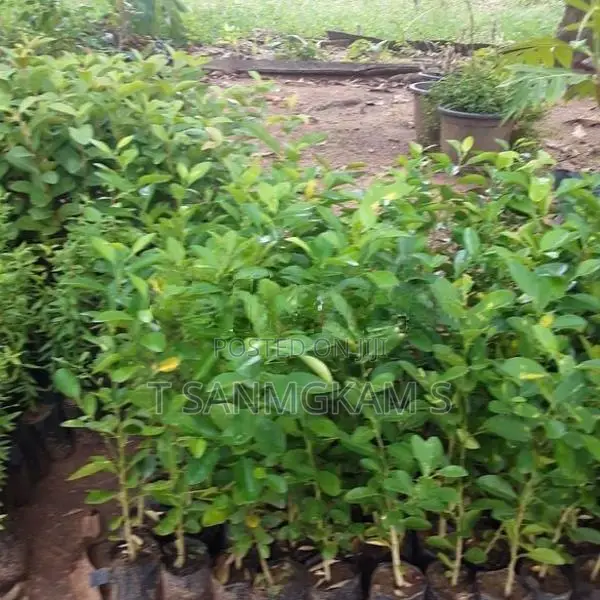 தேசி கன்றுகள்